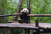Chengdu