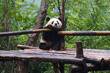 Chengdu