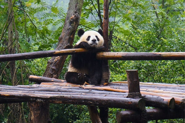 Chengdu