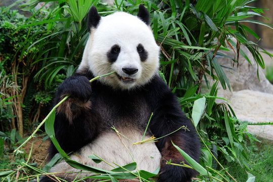 Chengdu Research Base of Giant Panda Breeding