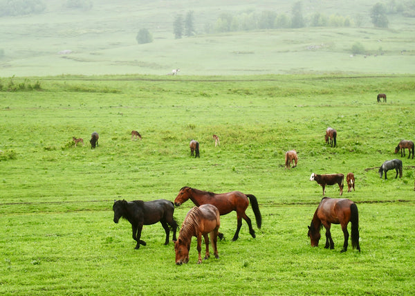 Altay City Wild Horse Ecological Reserve