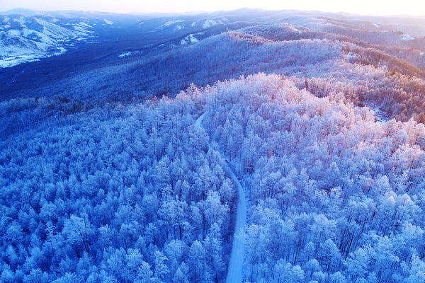Beihong Village Wild Blue Cap Forest