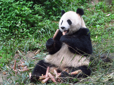 Bifengxia Panda Base
