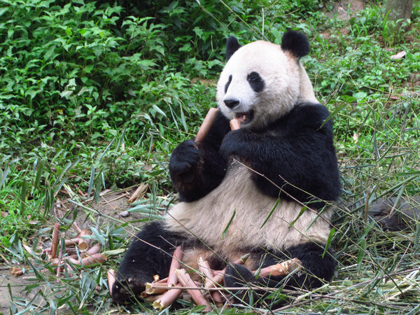Bifengxia Panda Base