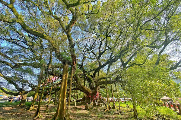Big Banyan Tree (Da Rong Shu)