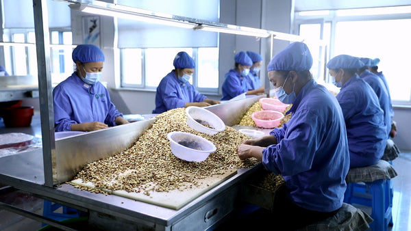 Changbaishan Red Pine Seed Processing Guild