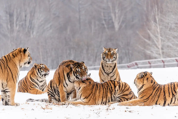 Changbaishan Tiger Park (Siberian Breeding Core)