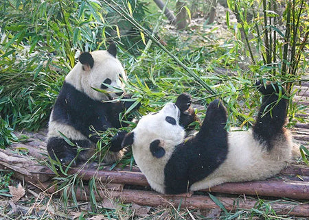 Chengdu Zoo