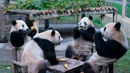 Chongqing Zoo (Giant Pandas)
