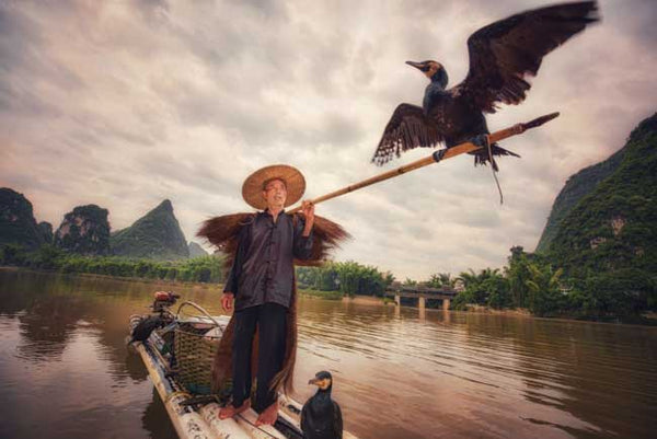 Cormorant Fishing Show (Yangshuo)