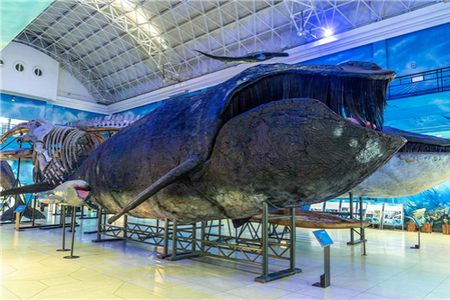 Dalian Natural History Museum Landmark Neo-Classical Exhibition