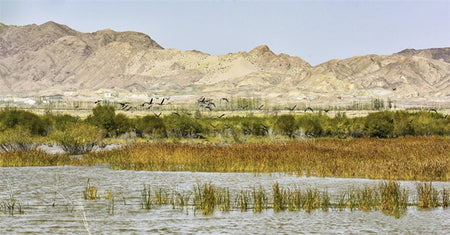 Dang River Desert Wetland Preservation Loop