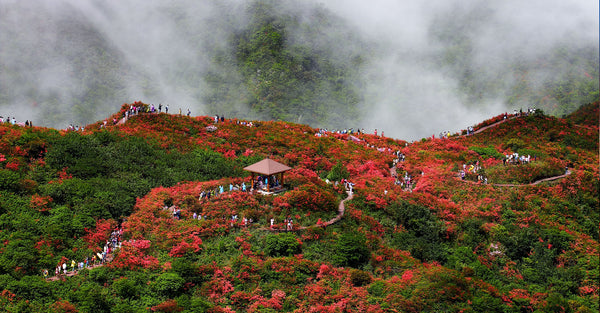 Dawei Mountain National Forest Alpine Azalea Boardwalk