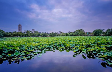 Doumen Lianshan Lotus Ponds Water Path