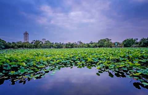 Doumen Lianshan Lotus Ponds Water Path