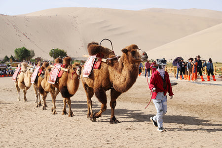 Dunhuang Camel Bell Desert Musical Arena