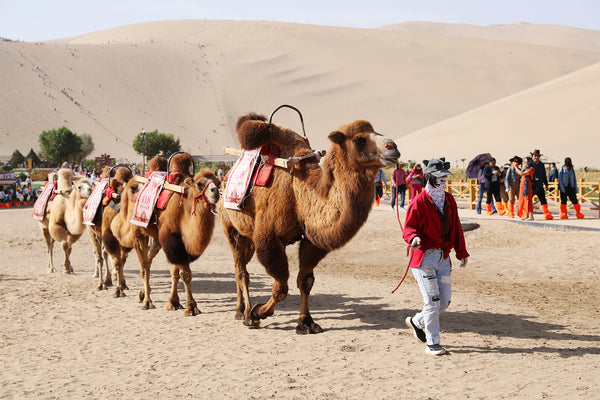 Dunhuang Camel Bell Desert Musical Arena