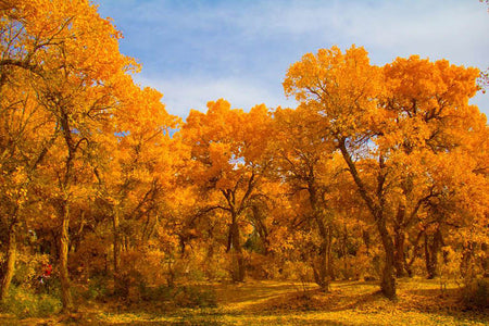 Dunhuang Populus Euphratica Autumn Forest Track