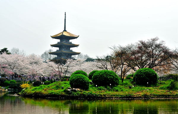 East Lake Moshan Hill Cherry Blossom Promenade