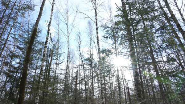 Erdaobaihe Birch Forest Promenade