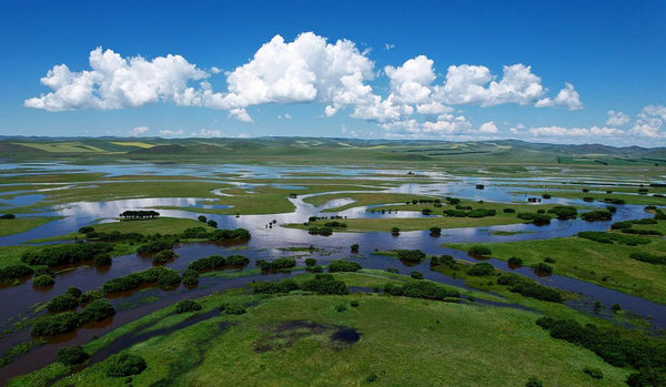 Ergun Wetland National Reserve Boardwalk (Asia's Top Wetland)