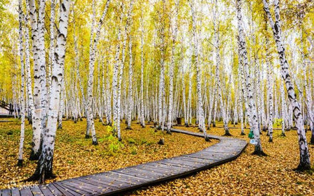 Ergun White Birch Primeval Forest Boardwalk