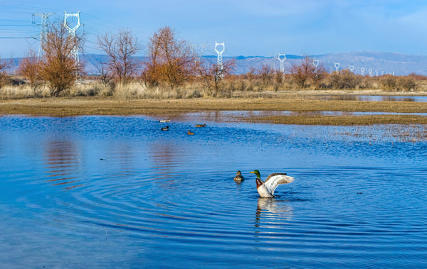 Fuhai Bird-Watching Wetland Park