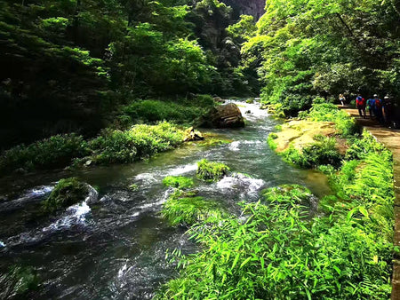 Golden Whip Stream Wilderness Track (Jinbian Xi)