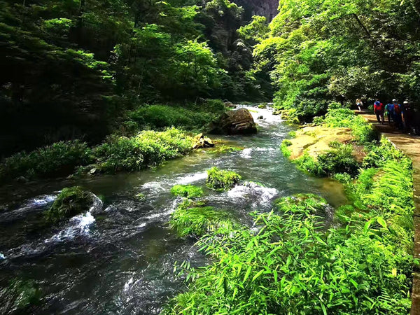 Golden Whip Stream Wilderness Track (Jinbian Xi)