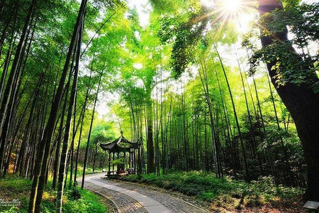 Guniu Shanzhuang Bamboo Forest Backcountry Trail