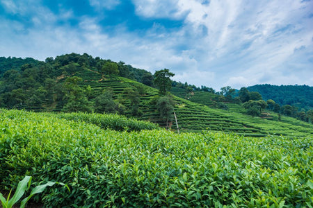 Guoshan Mountain Tea Plantation (Meijiawu)