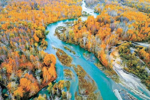 Haba River Birch Forest River Walk