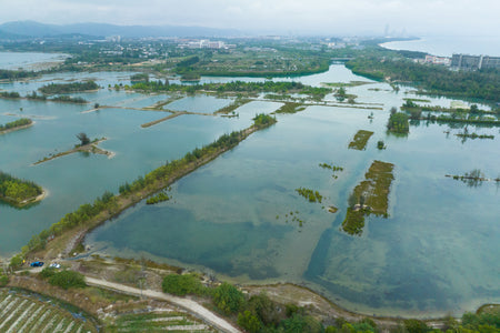 Haitang Bay Mangrove Wetland Park