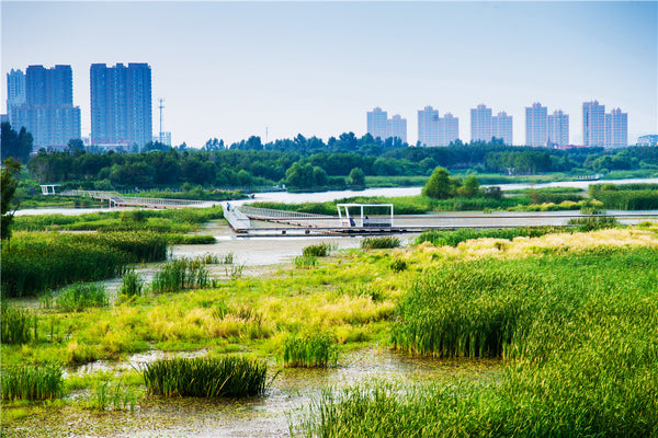 Harbin Cultural Center Wetland Park