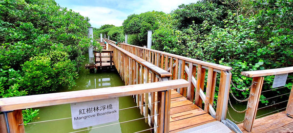 Hengqin National Wetland Park Mangrove Boardwalk