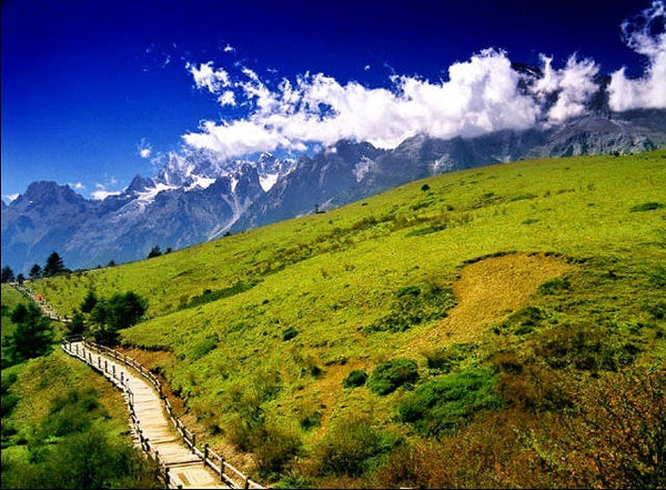 Jade Dragon Snow Mountain Yak Meadow (Maoniu Ping)