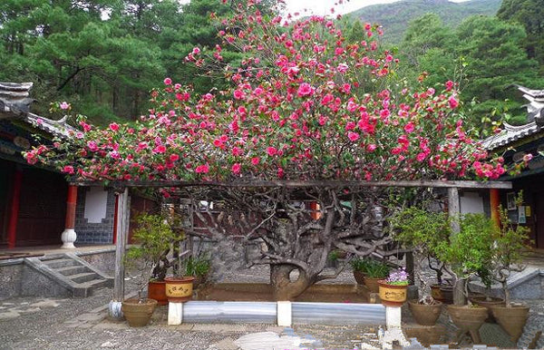 Jade Peak Monastery Centennial Camellia Loop (Yufeng Si)