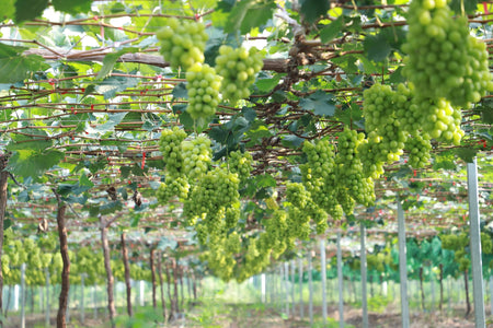 Jiangxin Island Grape Orchard Eco-Boardwalk