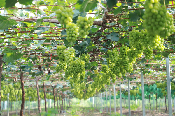 Jiangxin Island Grape Orchard Eco-Boardwalk