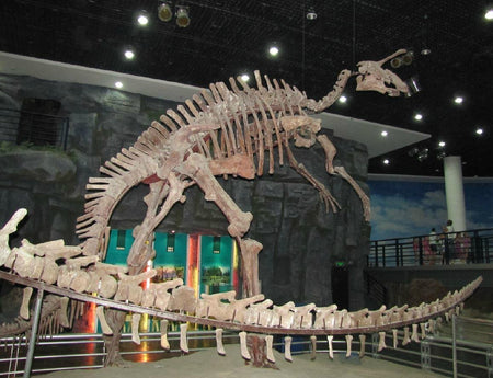 Jilin University Dinosaur Fossil Museum