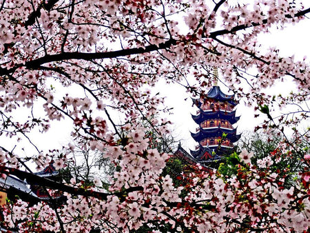 Jiming Temple Centennial Cherry Blossom Alley