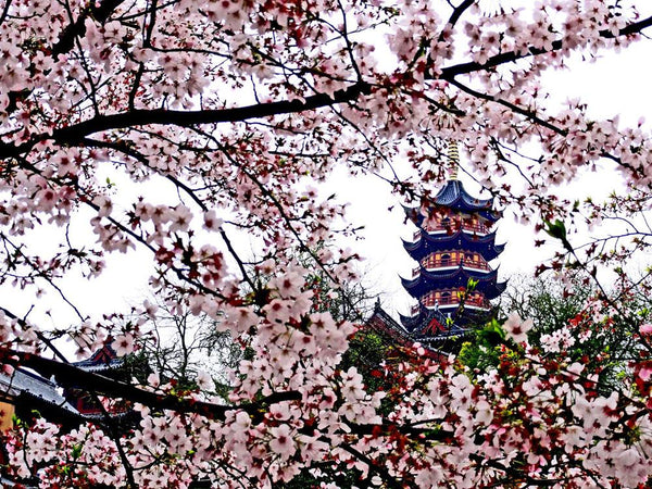 Jiming Temple Centennial Cherry Blossom Alley