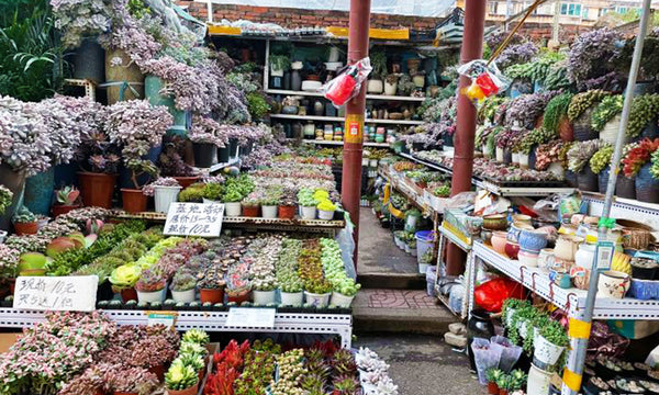 Jingxing Bird and Flower Market