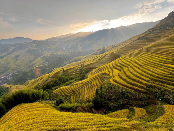 Jinkeng Rice Terraces (Dazhai)