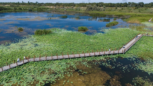 Kashgar River Tuman Wetland National Eco Path