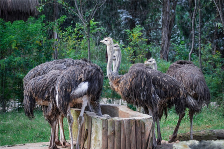 Kunming Wild Animal Park