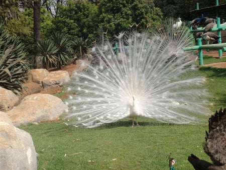 Kunming Zoo (Yuantong Mountain)