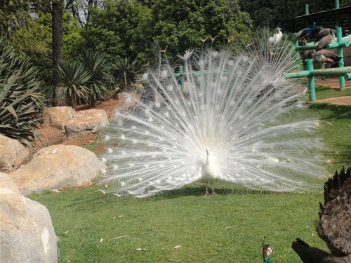 Kunming Zoo (Yuantong Mountain)