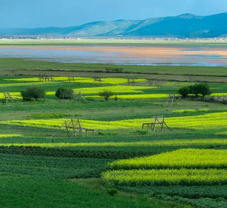 Langdu Grassland High Alpine Wetland Wilderness Drive