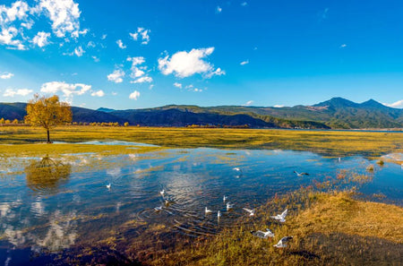 Lashihai Wetland Bird Watch Ecology Center